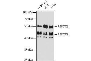 Western blot analysis of extracts of various cell lines, using RBFOX2 antibody (ABIN7270091) at 1:3000 dilution. (RBM9 antibody  (AA 1-110))