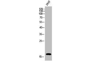 Western Blot analysis of 293T cells using Phospho-Histone H3 (S28) Polyclonal Antibody (HIST1H3A/HIST2H3A/H3F3A (pSer28) antibody)
