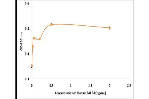 Activity Assay (AcA) image for Tumor Necrosis Factor Receptor Superfamily, Member 13C (TNFRSF13C) (Active) protein (ABIN5509279) (TNFRSF13C Protein)