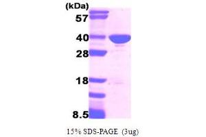 SDS-PAGE (SDS) image for Glyceraldehyde-3-Phosphate Dehydrogenase (GAPDH) (AA 1-335) protein (ABIN667081) (GAPDH Protein (AA 1-335))