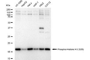 Western blotting analysis using Phospho-Histone H3 (S28) antibody (ABIN7798976).