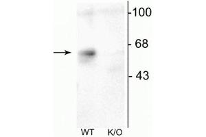 Western blot of mouse forebrain lysates from Wild Type (WT) and α6-knockout (K/O) animals showing specific immunolabeling of the ~57 kDa α6-subunit of the GABAA-R. (GABRA6 antibody  (Cytoplasmic Loop))