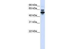 Western Blotting (WB) image for anti-Cytochrome P450, Family 3, Subfamily A, Polypeptide 4 (CYP3A4) (C-Term) antibody (ABIN2783886)