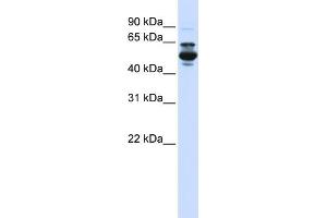 WB Suggested Anti-CYP3A43 Antibody Titration:  0. (CYP3A4 antibody  (C-Term))