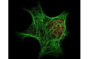 Immunofluorescence (IF) image for anti-Histone Deacetylase 1 (HDAC1) (AA 450-482) antibody (ABIN129652)