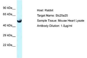 Host: Rabbit Target Name: Slc25a25 Sample Type: Mouse Heart lysates Antibody Dilution: 1. (SLC25A25 antibody  (C-Term))
