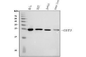 Western blot analysis of GST3/GST pi using anti-GST3/GST pi antibody (ABIN3042437). (GSTP1 antibody  (AA 2-210))