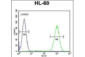 WDR93 Antibody (C-term) (ABIN655448 and ABIN2844978) flow cytometric analysis of HL-60 cells (right histogram) compared to a negative control cell (left histogram). (WDR93 antibody  (C-Term))