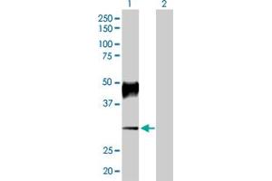 Western Blot analysis of ATP4B expression in transfected 293T cell line by ATP4B MaxPab polyclonal antibody. (ATP4b antibody  (AA 1-291))