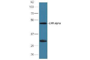 Huh7 lysates probed with Rabbit Anti-LXR alpha + LXR beta Polyclonal Antibody, Unconjugated (ABIN2177438) at 1:300 overnight at 4 °C.