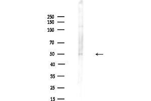 anti-Apoptosis, Caspase Activation Inhibitor (AVEN) (C-Term) antibody