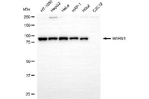 Western blotting analysis using MARS1 antibody (ABIN7799382). (Recombinant Methionine--tRNA Ligase, Cytoplasmic antibody)