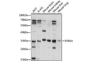 Western blot analysis of extracts of various cell lines, using TOR1A antibody (ABIN6293680) at 1:1000 dilution.