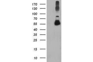 Western Blotting (WB) image for anti-Tubulin, alpha-Like 3 (TUBAL3) (AA 150-446) antibody (ABIN1490953) (TUBAL3 antibody  (AA 150-446))