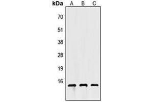 Western blot analysis of Apolipoprotein C4 expression in HEK293T (A), NS-1 (B), H9C2 (C) whole cell lysates.