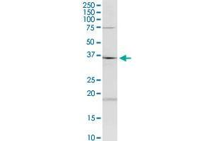 HAGHL antibody  (AA 183-282)