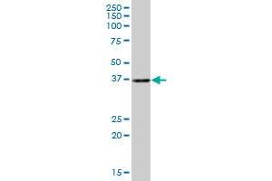 CIAPIN1 MaxPab polyclonal antibody. (CIAPIN1 antibody  (AA 1-312))