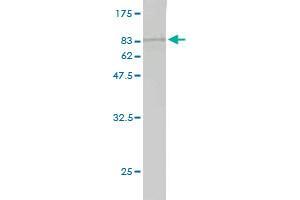 Western Blot detection against Immunogen (76. (NUDT12 antibody  (AA 1-462))