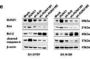 Western Blotting (WB) image for anti-Runt-Related Transcription Factor 1 (RUNX1) (AA 221-480) antibody (ABIN6147309)