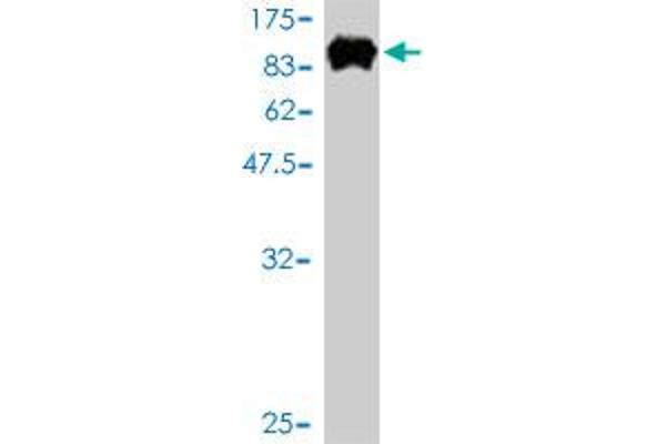 POLA2 antibody  (AA 1-598)