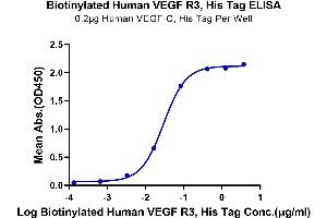 Immobilized Human VEGF-C, His Tag at 2 μg/mL (100 μL/Well) on the plate. (FLT4 Protein (AA 25-776) (His-Avi Tag,Biotin))