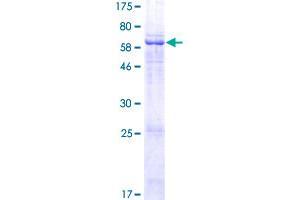 LRRC28 Protein (AA 1-367) (GST tag)