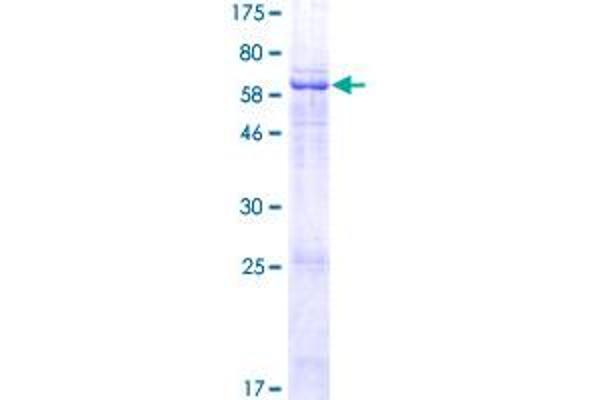 LRRC28 Protein (AA 1-367) (GST tag)