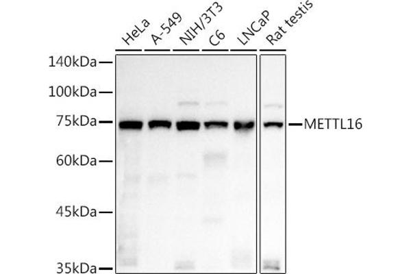METTL16 antibody  (AA 263-562)