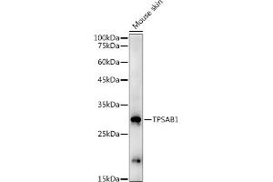 Western blot analysis of extracts of Mouse skin, using TPS antibody (ABIN3015852, ABIN3015853, ABIN1683115 and ABIN6219192) at 1:1000 dilution. (TPSAB1 antibody  (AA 19-210))