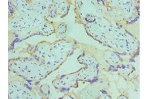 Immunohistochemistry of paraffin-embedded human placenta tissue using ABIN7149071 at dilution of 1:100 (AXUD1 antibody  (AA 1-200))