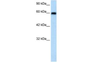 Western Blotting (WB) image for anti-Bestrophin 4 (BEST4) antibody (ABIN2461145) (Bestrophin 4 antibody)