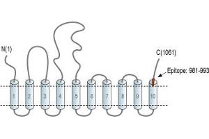 anti-ATPase, Ca++ Transporting, Ubiquitous (ATP2A3) (AA 981-993), (C-Term), (Cytosolic) antibody