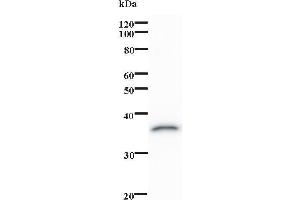 Western Blotting (WB) image for anti-Ovo-Like 1 (OVOL1) antibody (ABIN931221) (OVOL1 antibody)