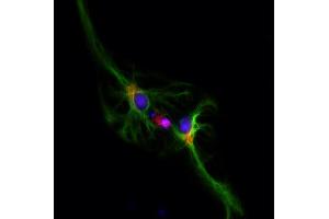 Immunocytochemistry (ICC) image for anti-Golgin B1 (GOLGB1) (AA 1-427) antibody (Biotin) (ABIN1742523) (Golgin B1 (GOLGB1) (AA 1-427) antibody (Biotin))