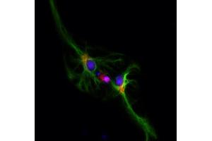 Immunocytochemistry (ICC) image for anti-Golgin B1 (GOLGB1) (AA 1-427) antibody (Biotin) (ABIN1742523)