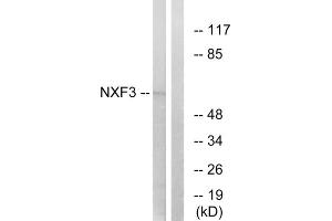 Western blot analysis of extracts from MCF-7 cells, using NXF3 antibody. (NXF3 antibody  (Internal Region))