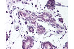 Anti-HuR antibody IHC of human breast. (ELAVL1 antibody  (AA 1-13))
