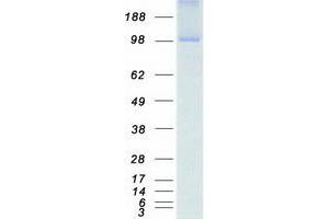 Validation with Western Blot (NEK9 Protein (Myc-DYKDDDDK Tag))