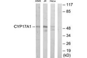 Western blot analysis of extracts from Jurkat/A549/HeLa cells, using Cytochrome P450 17A1 Antibody. (CYP17A1 antibody  (AA 221-270))