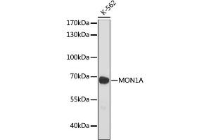 Western blot analysis of extracts of K-562 cells, using MON1A antibody (ABIN7268680) at 1:1000 dilution.