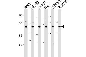 Western blot analysis in Hela,HL-60,Jurkat,Raji cell line and mouse brain,rat brain tissue lysates (35ug/lane). (CTBP1 antibody  (C-Term))