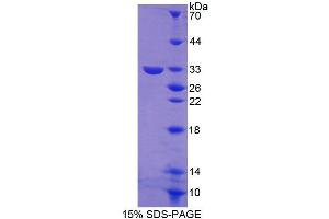 SDS-PAGE (SDS) image for Guanylate Binding Protein 3 (GBP3) (AA 29-271) protein (His tag) (ABIN6239552) (GBP3 Protein (AA 29-271) (His tag))