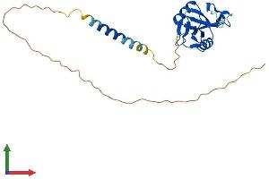 AlphaFold protein structure predicition of Human Recombinant KLRC2 Protein, UniprotID P26717