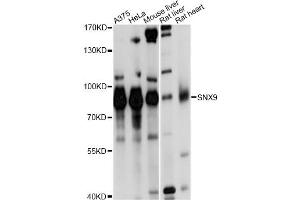 Western blot analysis of extracts of various cell lines, using SNX9 antibody (ABIN1874896) at 1:1000 dilution. (SNX9 antibody)