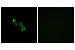 Immunofluorescence analysis of A549 cells, using OR10V1 antibody.