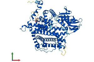 AlphaFold protein structure predicition of Mouse Recombinant Acox2 Protein, UniprotID Q9QXD1 (Acox2 Protein (AA 1-681) (His tag))