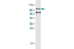 Western Blot detection against Immunogen (96. (HSPA2 antibody  (AA 1-639))