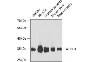 Western blot analysis of extracts of various cell lines using ATOH1 Polyclonal Antibody at dilution of 1:1000. (ATOH1 antibody)