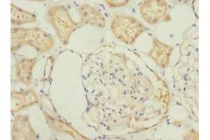 Immunohistochemistry of paraffin-embedded human kidney tissue using ABIN7165996 at dilution of 1:100 (PRUNE2 antibody  (AA 1-250))