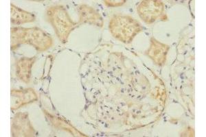 Immunohistochemistry of paraffin-embedded human kidney tissue using ABIN7165996 at dilution of 1:100 (PRUNE2 antibody  (AA 1-250))